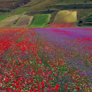 Castelluccio di Norcia